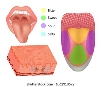 Anatomy human tongue parts. Illustration depicting the anatomy of taste. Tongue with its four areas (bitter, sour, sweet and salty) 