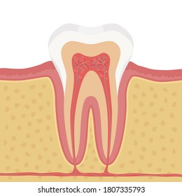 Anatomy of human tooth illustration. Structure of the human tooth, medical scheme tooth anatomy. A cutaway tooth, unlabeled medical poster.