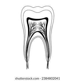 Anatomía de un diente humano. Vector con fondo negro