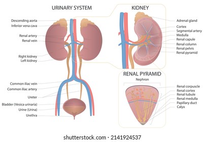 Anatomy of human urinary system. Excretory system. Renal system. Anatomical vector illustration in flat style isolated over white background.