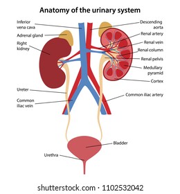 Anatomy of the human urinary system with main parts labeled. Vector illustration. 