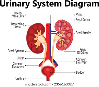 Anatomie des menschlichen Harnsystems mit den Hauptteilen beschriftet. Vektorgrafik.