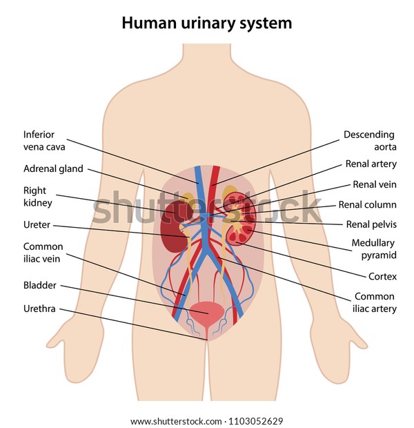 Anatomy of the human urinary system with\
main parts labeled. Vector illustration.\
