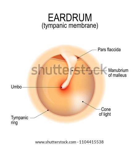 Anatomy of the humans eardrum. tympanic membrane. myringa. Vector illustration for medical, science, and educational use Foto stock © 