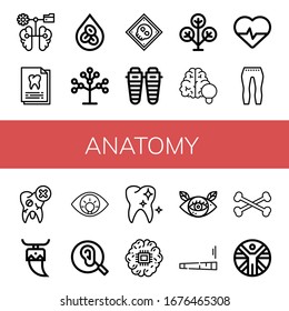 anatomy icon set. Collection of Brain, Dental record, Erythrocytes, Phylogenetics, X ray, Shin, Phylogenetic, Cardiology, Leggings, Tooth, Eye, Ear, Healthy tooth, Joint icons