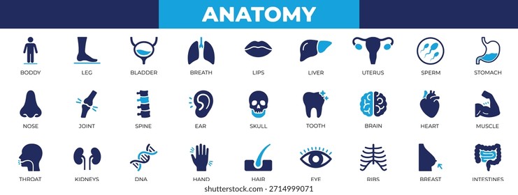 Anatomy icon set featuring human organs, bladder, brain, cognition, diagram, educational, human, imagery, kidney, lung, and ui design use.