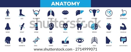 Anatomy icon set for human body organs, medical education, muscle, human, organ, spine, stomach, biology, clinical presentations, and anatomy research. Solid icon collection.