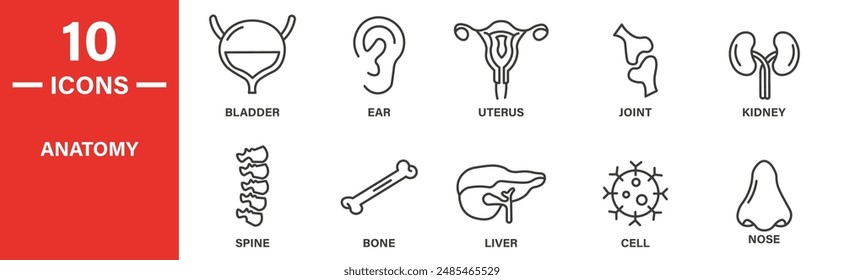 Anatomy icon set. Includes bladder, ear, uterus, joint, kidney, spine, bone, liver, cell, nose, and more icons. Outlined icon collection. Vector illustration.