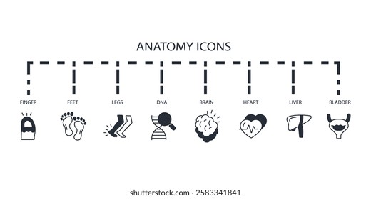 Anatomy icon set.vector.Editable stroke.linear style sign for use web design,logo.Symbol illustration.