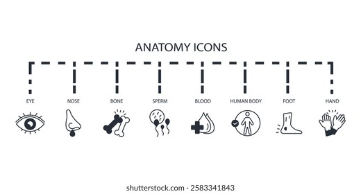 Anatomy icon set.vector.Editable stroke.linear style sign for use web design,logo.Symbol illustration.