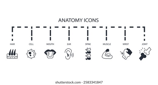 Anatomy icon set.vector.Editable stroke.linear style sign for use web design,logo.Symbol illustration.