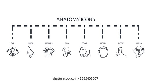 Anatomy icon set.vector.Editable stroke.linear style sign for use web design,logo.Symbol illustration.