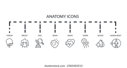 Anatomy icon set.vector.Editable stroke.linear style sign for use web design,logo.Symbol illustration.