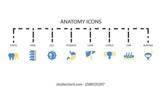 Anatomy icon set.vector.Editable stroke.linear style sign for use web design,logo.Symbol illustration.