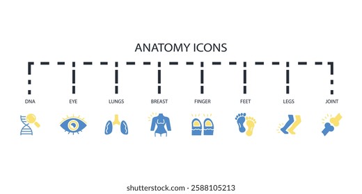 Anatomy icon set.vector.Editable stroke.linear style sign for use web design,logo.Symbol illustration.