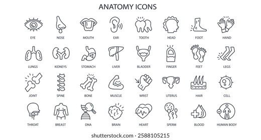 Anatomy icon set.vector.Editable stroke.linear style sign for use web design,logo.Symbol illustration.