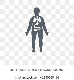 Anatomy icon. Trendy flat vector Anatomy icon on transparent background from Gym and fitness collection. 