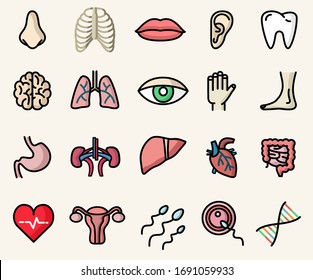 Anatomy icons and human body parts colorful flat style vector icons set