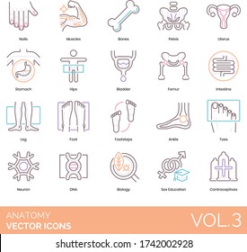 Anatomy Icons Including Nail, Muscle, Bone, Pelvis, Uterus, Stomach, Hips, Bladder, Femur, Intestine, Leg, Foot, Footsteps, Ankle, Toes, Neuron, DNA, Biology, Sex Education, Contraceptive.