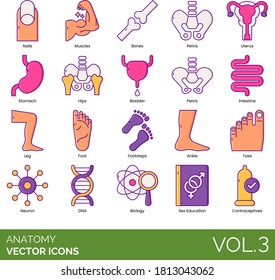 Anatomy Icons Including Nail, Muscle, Bone, Pelvis, Uterus, Stomach, Hips, Bladder, Intestine, Leg, Foot, Footsteps, Ankle, Toes, Neuron, DNA, Biology, Sex Education, Contraceptive.