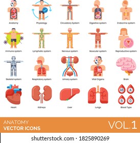 Anatomy Icons Including Physiology, Circulatory System, Digestive, Endocrine, Immune, Lymphatic, Muscular, Reproductive, Skeletal, Respiratory, Urinary, Vital Organ, Brain, Heart, Kidney, Liver, Lungs