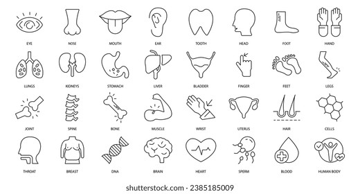 Anatomy icons set. Set of editable stroke icons.Vector set of Anatomy