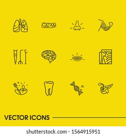 Anatomy icons set with pancreas, crutches and herbal medicine elements. Set of anatomy icons and roentgen concept. Editable vector elements for logo app UI design.