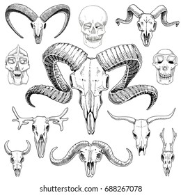 anatomy illustration. engraved hand drawn in old sketch and vintage style. skull set or skeleton. Bull and mountain goat or buffalo. Animals with horns. ram or sheep. Elk and roe deer or bison.