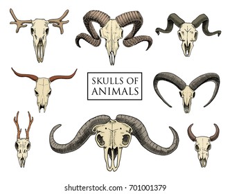 anatomy illustration. engraved hand drawn in old sketch and vintage style. skull set or skeleton. Bull and mountain goat or buffalo. Animals with horns. ram or sheep. Elk and roe deer or bison.