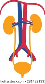Anatomy illustration of the human urinary system showing kidneys and bladder with physiology excretory healthcare illustration clinical diagnostic internal anatomical educational medicine