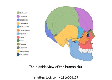 Anatomy illustration of the skull structure