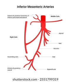 Anatomia das artérias mesentéricas inferiores