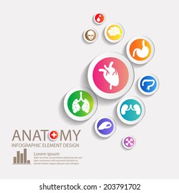 ANATOMY INFO GRAPHIC ELEMENT DESIGN TEMPLATE