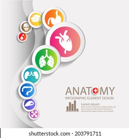 ANATOMY INFO GRAPHIC ELEMENT DESIGN TEMPLATE