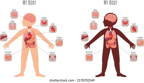 Anatomy infographic for children with internal organs