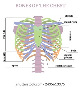 Anatomy and infographics of the bones of the shoulder girdle and human ribs with descriptions. Medical poster