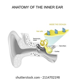 Anatomy Of The Inner Ear. Close-up Of Hair Cells 