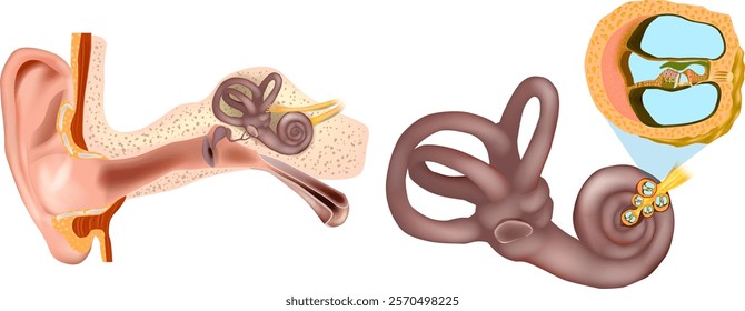 Anatomy of Inner Ear and cross-section of Cochlea.  Organ of Corti, the sensory organ of hearing. Spiral ganglion, Osseous Spiral Lamina. Structural diagram of the Ear Anatomy