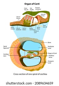 Anatomy of inner ear. Cross-section of one spiral of cochlea. Structure of the organ of Corti.