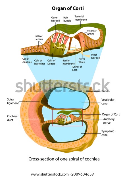 Anatomy of inner ear. Cross-section\
of one spiral of cochlea. Structure of the organ of\
Corti.