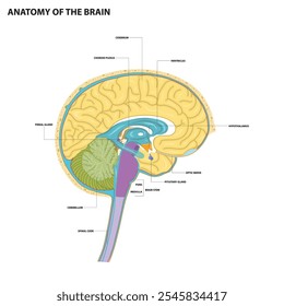 Anatomia do interior do cérebro humano, mostrando o cérebro, cerebelo, tronco cerebral e outras partes do cérebro. ilustração vetorial. 