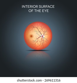 Anatomy of the interior surface of the eye. Detailed illustration. 