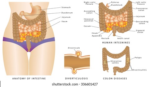 Anatomy of  Intestine.  Anatomy of the human intestines. Large and Small Intestine. Colon Diseases.