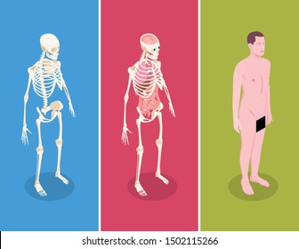 Anatomy Isometric Banners Set With Male Body And Two Human Skeletons On Colorful Background 3d Isolated Vector Illustration