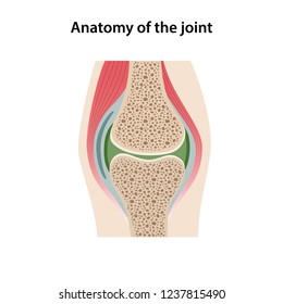 Anatomy of the joint. Image of the structure of a healthy joint is isolated on a white background. Vector illustration