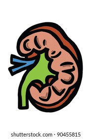 Anatomy kidney illustration