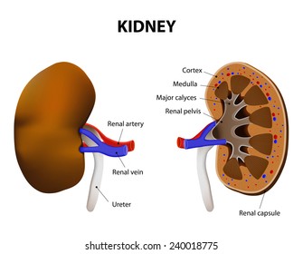 Anatomy Of Kidney. internal and external. human anatomy