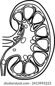 Anatomía de piedras de riñón para colorear. Concepto médico de la enfermedad del sistema urinario. Ilustración vectorial de órganos internos humanos