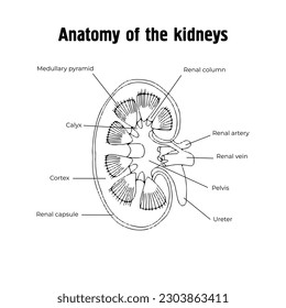 Anatomie der Nieren. Harnsystem. Vektorgrafik