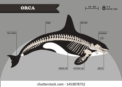 Anatomy of killer whale/orca skeleton 